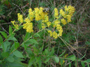 Photo By: Stephen M. Young. Photo taken: Suffolk County, NY on 29 September 2004